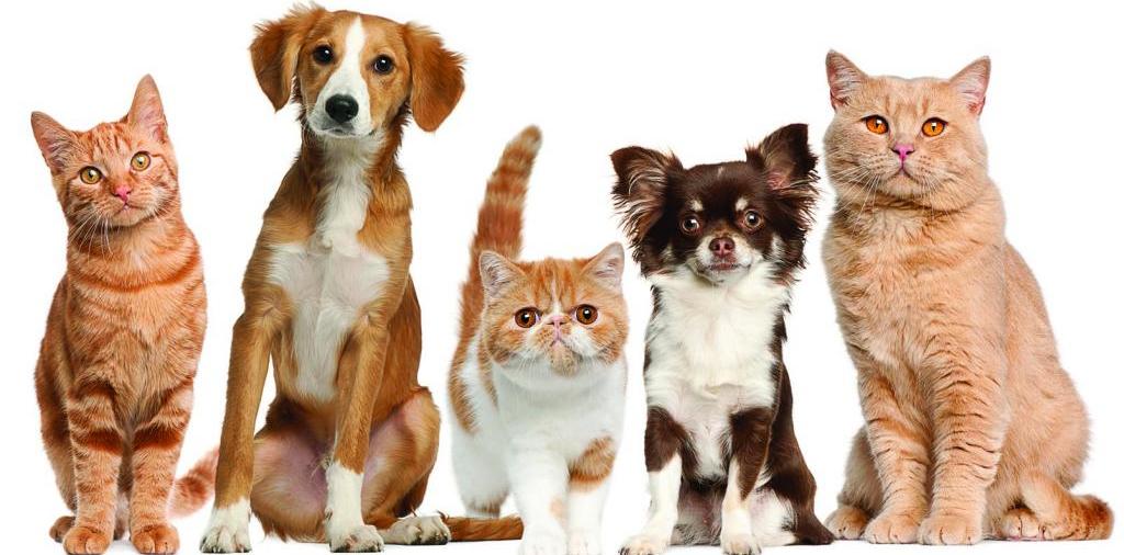 Доска объявлений о животных | ЗооТом - продажа, вязка и услуги для животных в Георгиевске