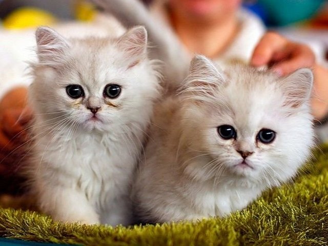 Породы кошек в Георгиевске | ЗооТом портал о животных