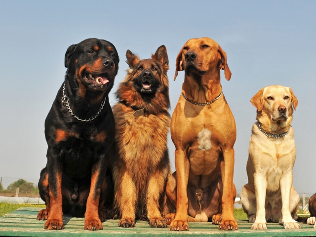 Крупные породы собак в Георгиевске | ЗооТом портал о животных